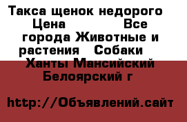 Такса щенок недорого › Цена ­ 15 000 - Все города Животные и растения » Собаки   . Ханты-Мансийский,Белоярский г.